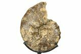 Cretaceous Ammonite (Mammites) Fossil with Metal Stand - Morocco #274596-2